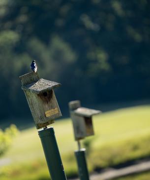 Bluebird houses