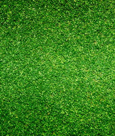 grass