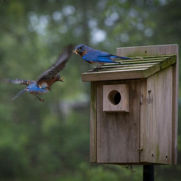 blue bird at Safari Golf Club